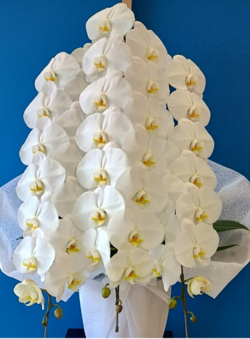 胡蝶蘭イメージ