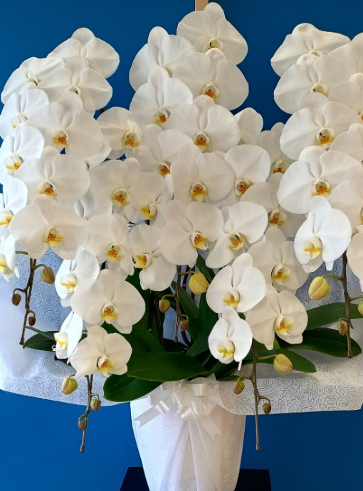 胡蝶蘭イメージ