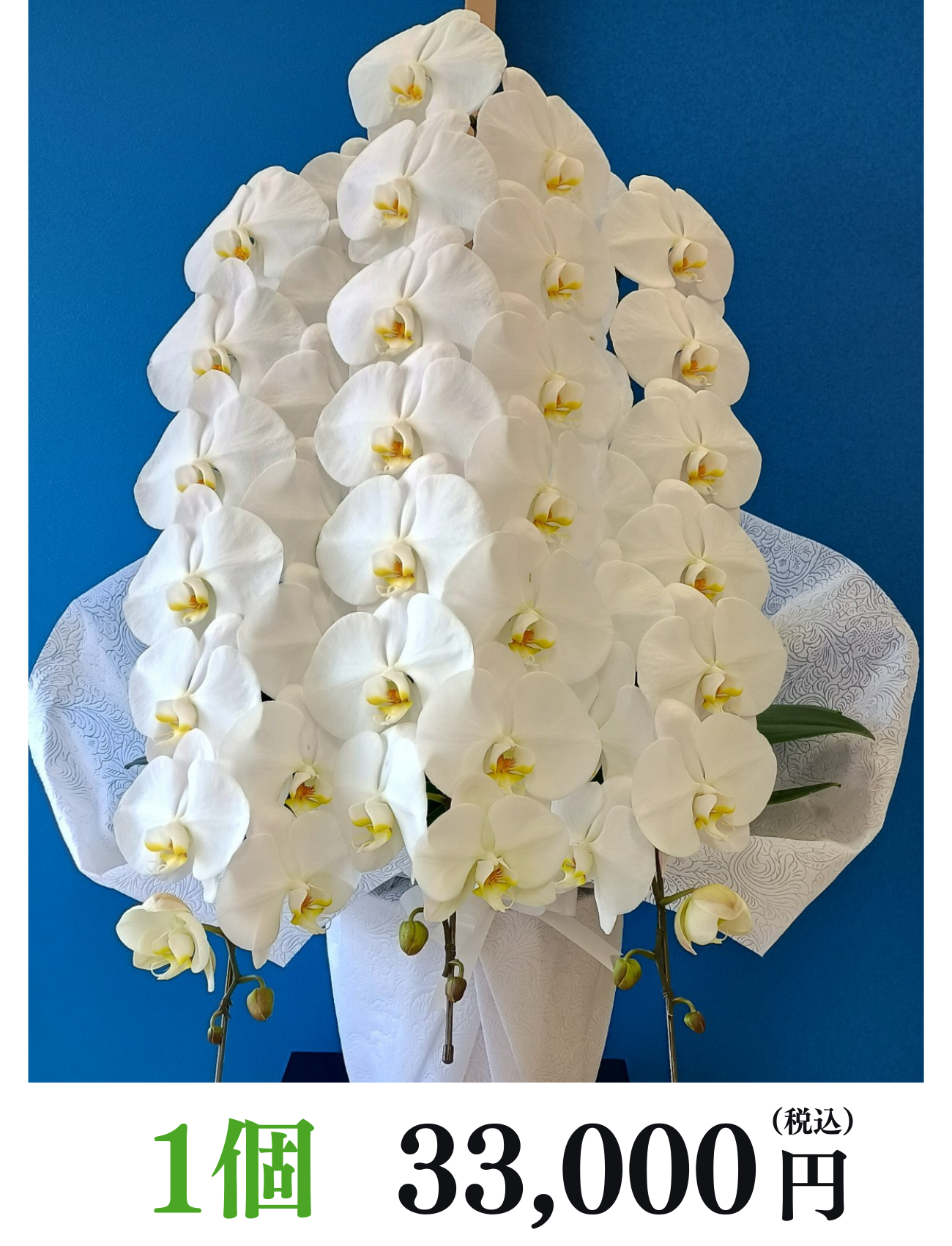 胡蝶蘭1個 33,000円