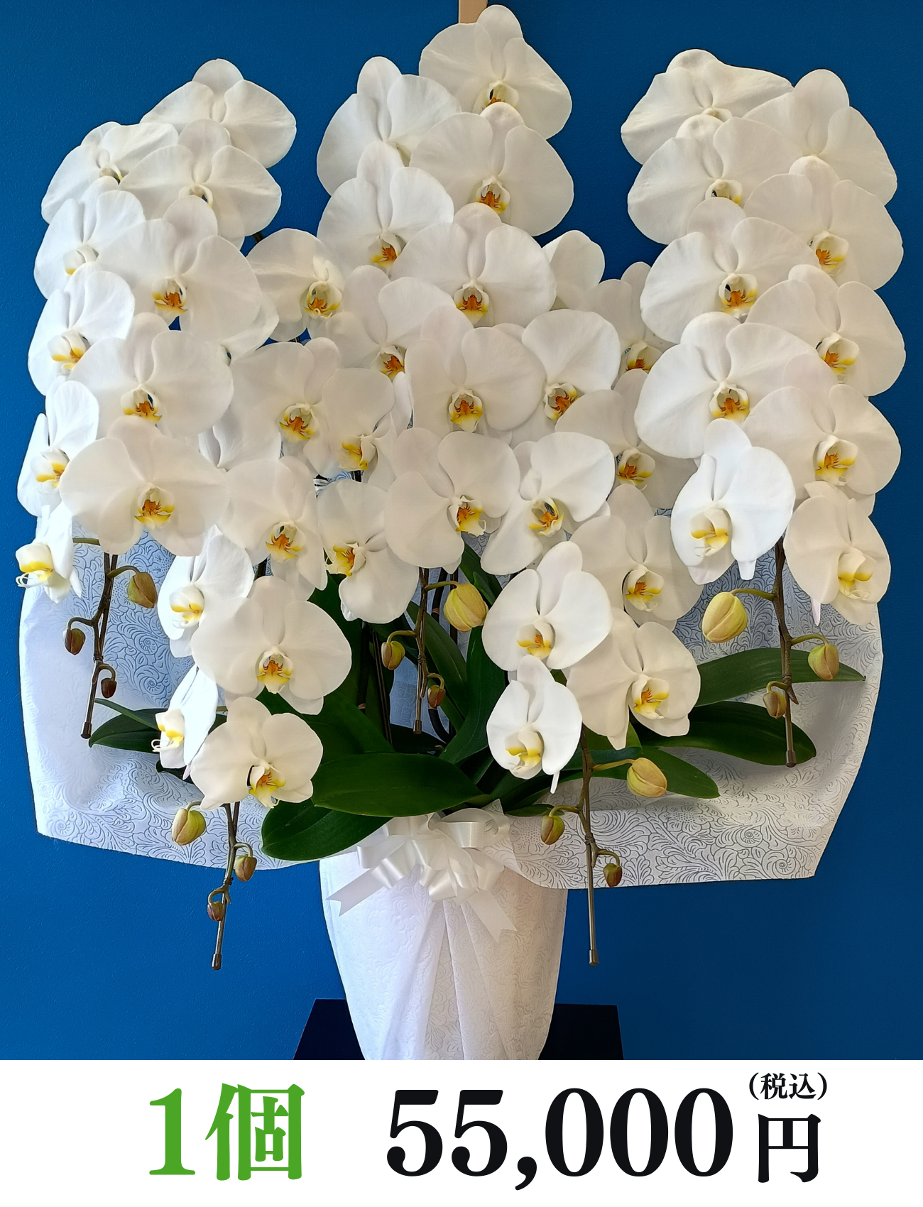 胡蝶蘭1個 55,000円
